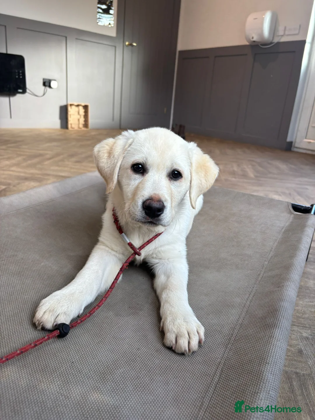 Labrador Retriever dogs for sale: Trained Labrador  - Advert 4