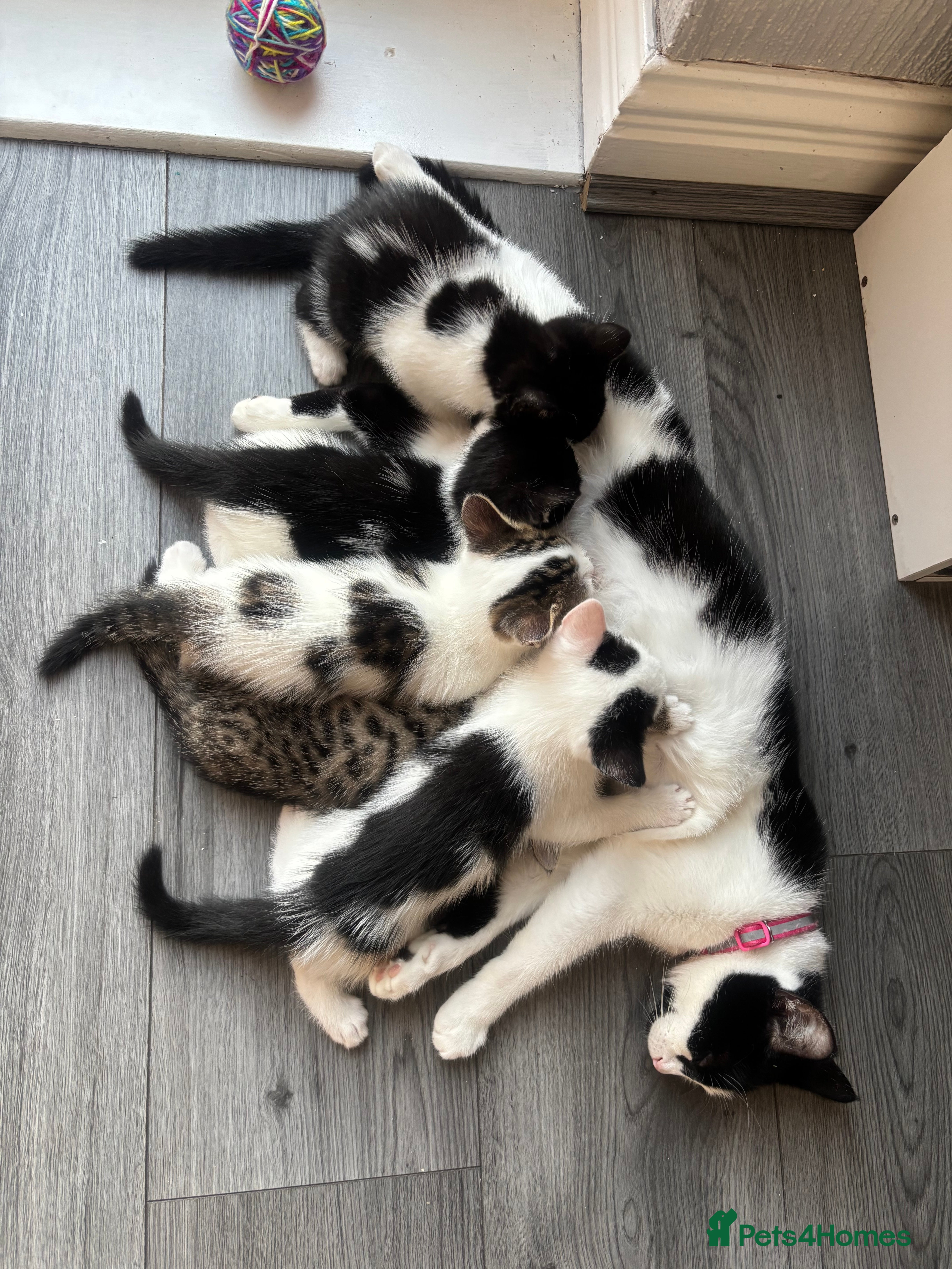 Mixed Breed cats for sale: Kittens Looking for Their Forever Homes 🐾 - Advert 2