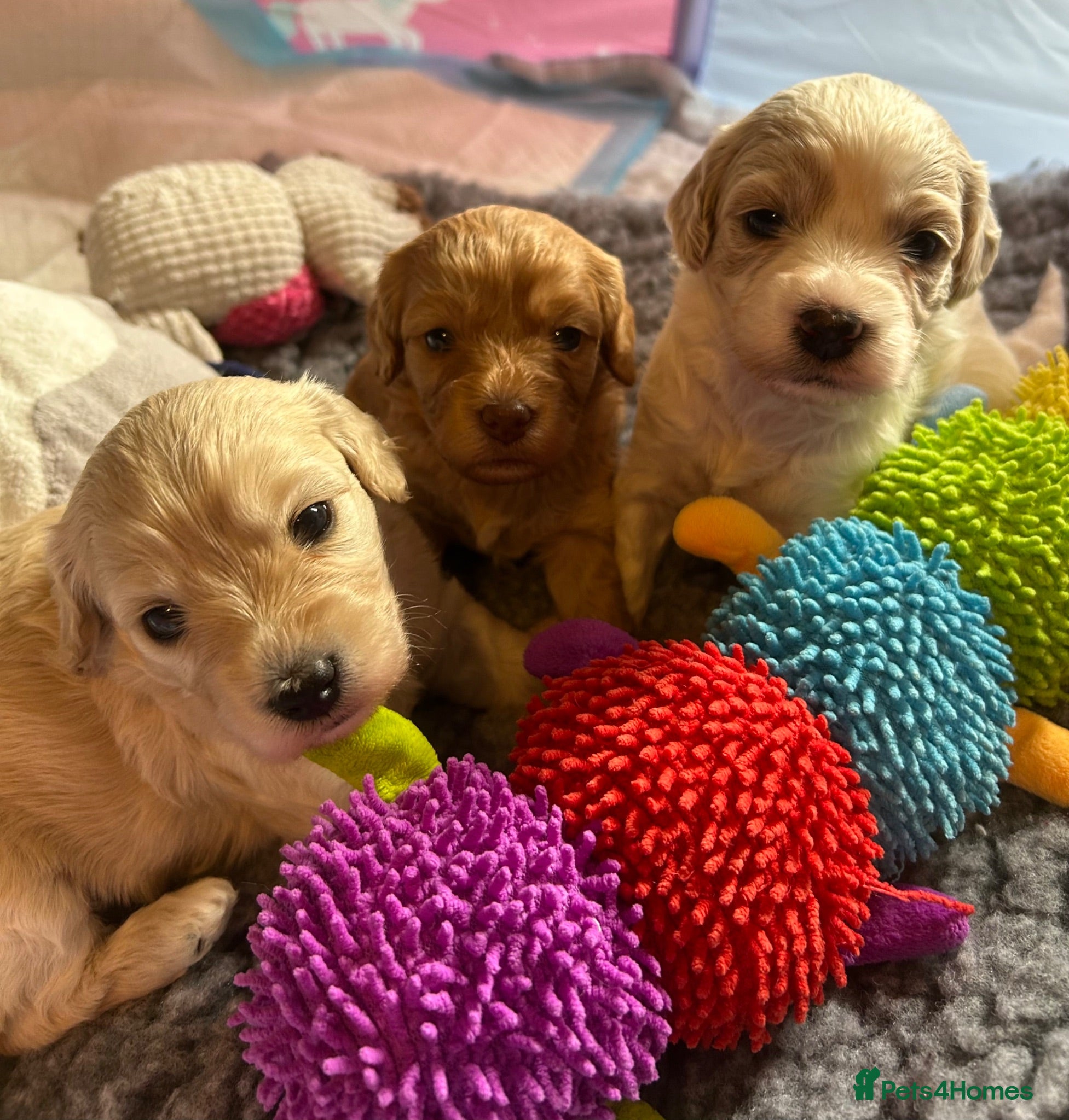 Cavapoo dogs Beautiful health tested Cavapoo pups male & female - Advert 1