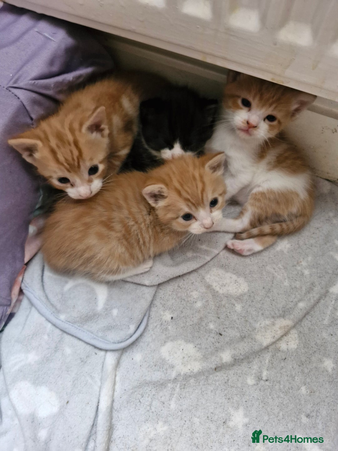 Persian cats for sale: Mixed bread  - Image 2