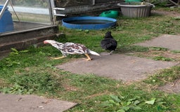 Chickens poultry for sale: Aseel pair for sale  - Image 2