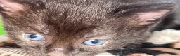 Mixed Breed cats for sale: 🐾BlackBrown Tabby Kittens needing Forever Homes🐾 in London - Advert 20