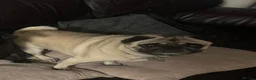 Pug dogs for sale: Male Pug - Advert 4