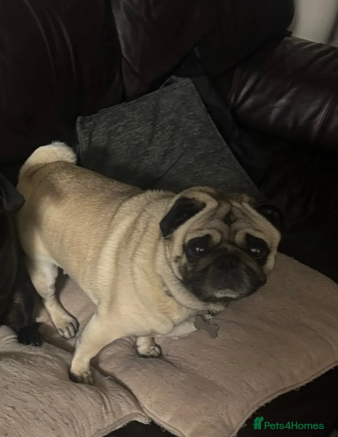 Pug dogs for sale: Male Pug - Advert 4