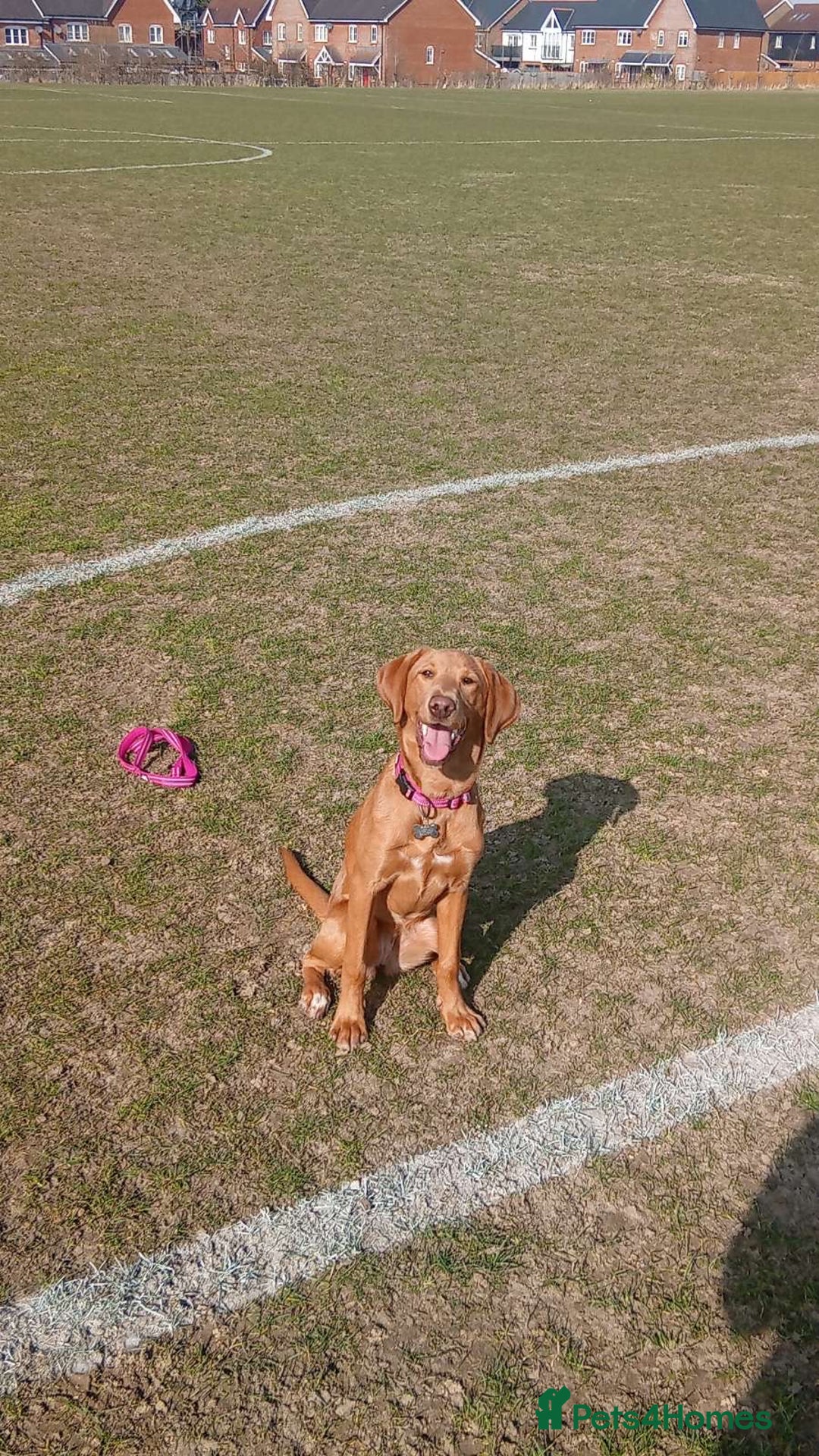 Labrador Retriever dogs for sale: Beautiful fox red girl looking for her forever hom - Image 10