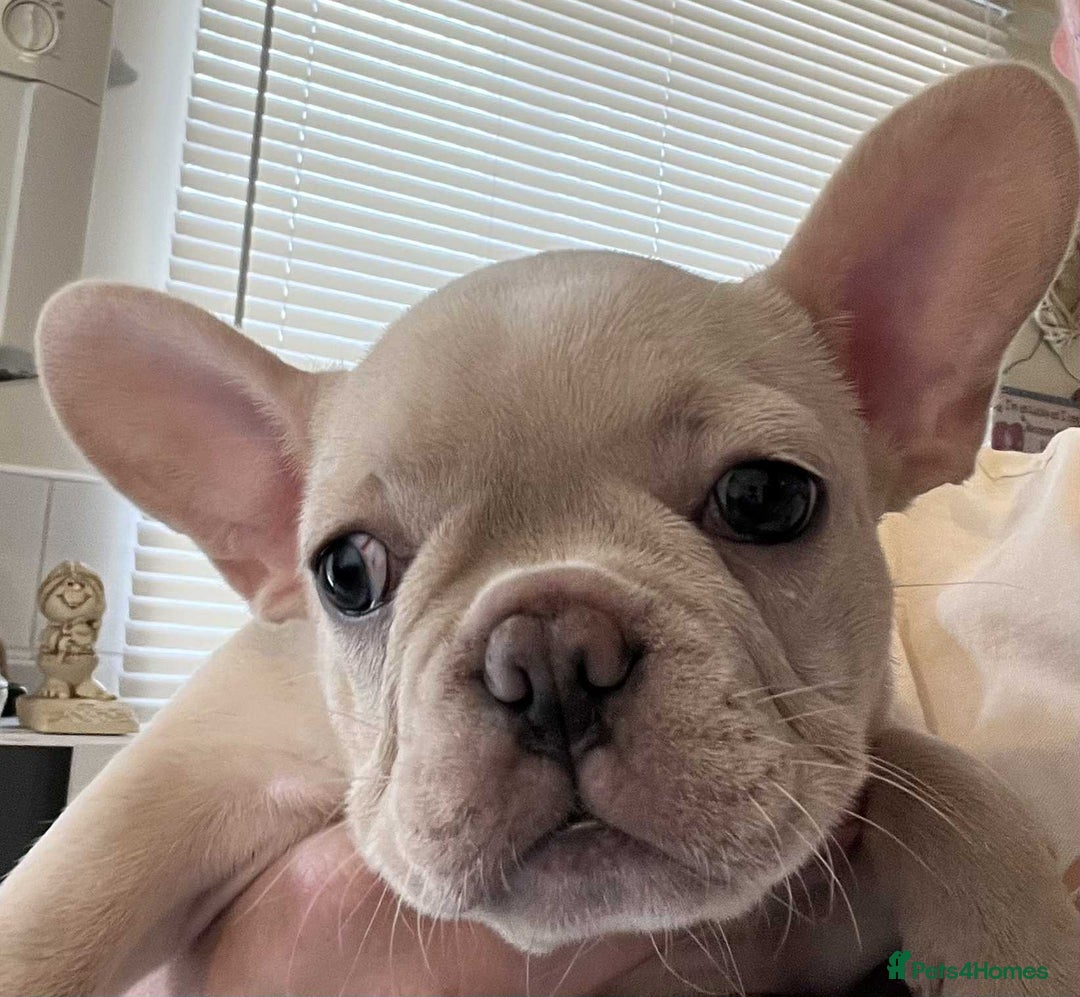 French Bulldog dogs for sale: Beautiful non kc female  - Image 14