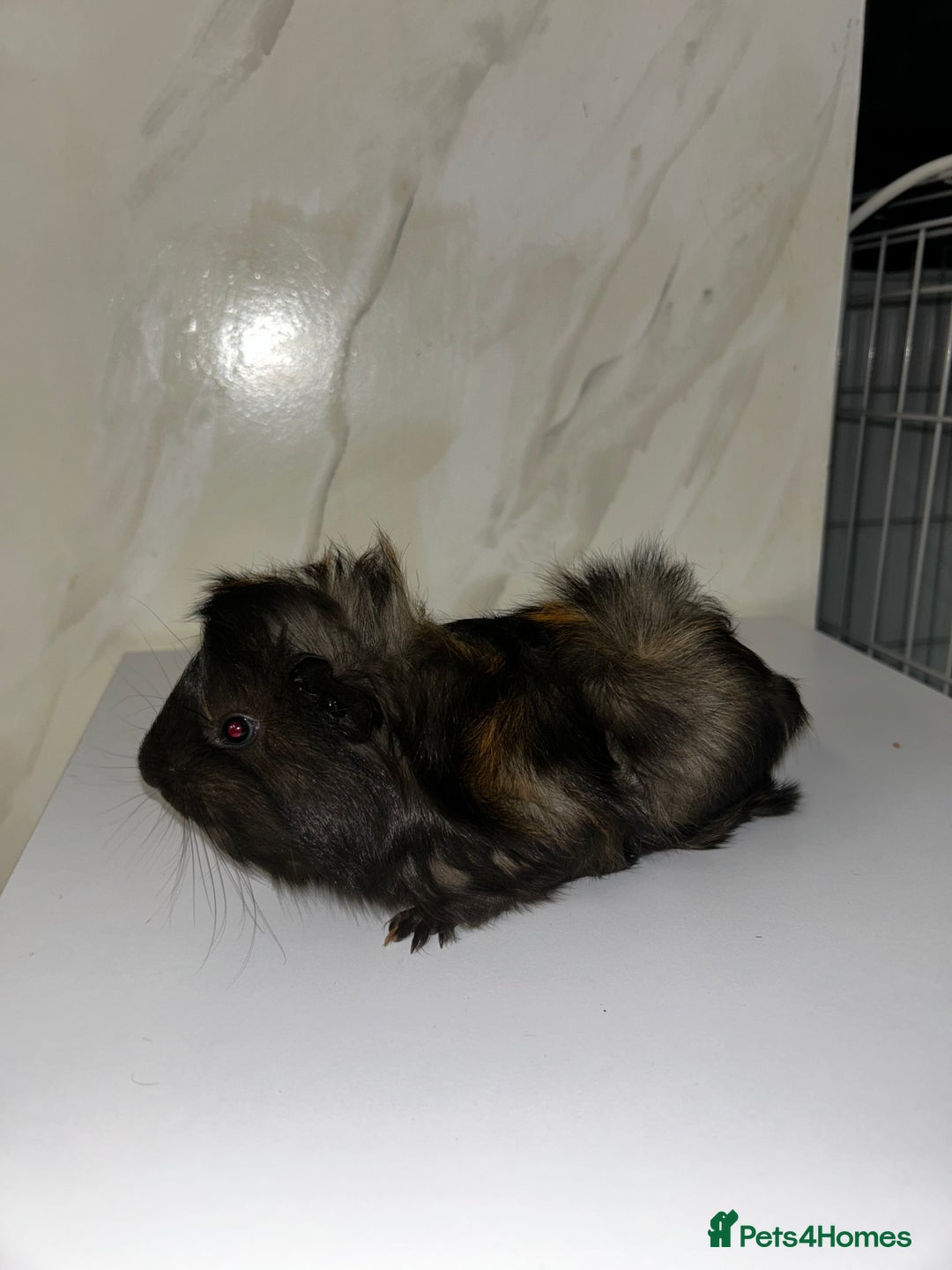 Guinea Pig rodents for sale: 1 boar for sale - Advert 5