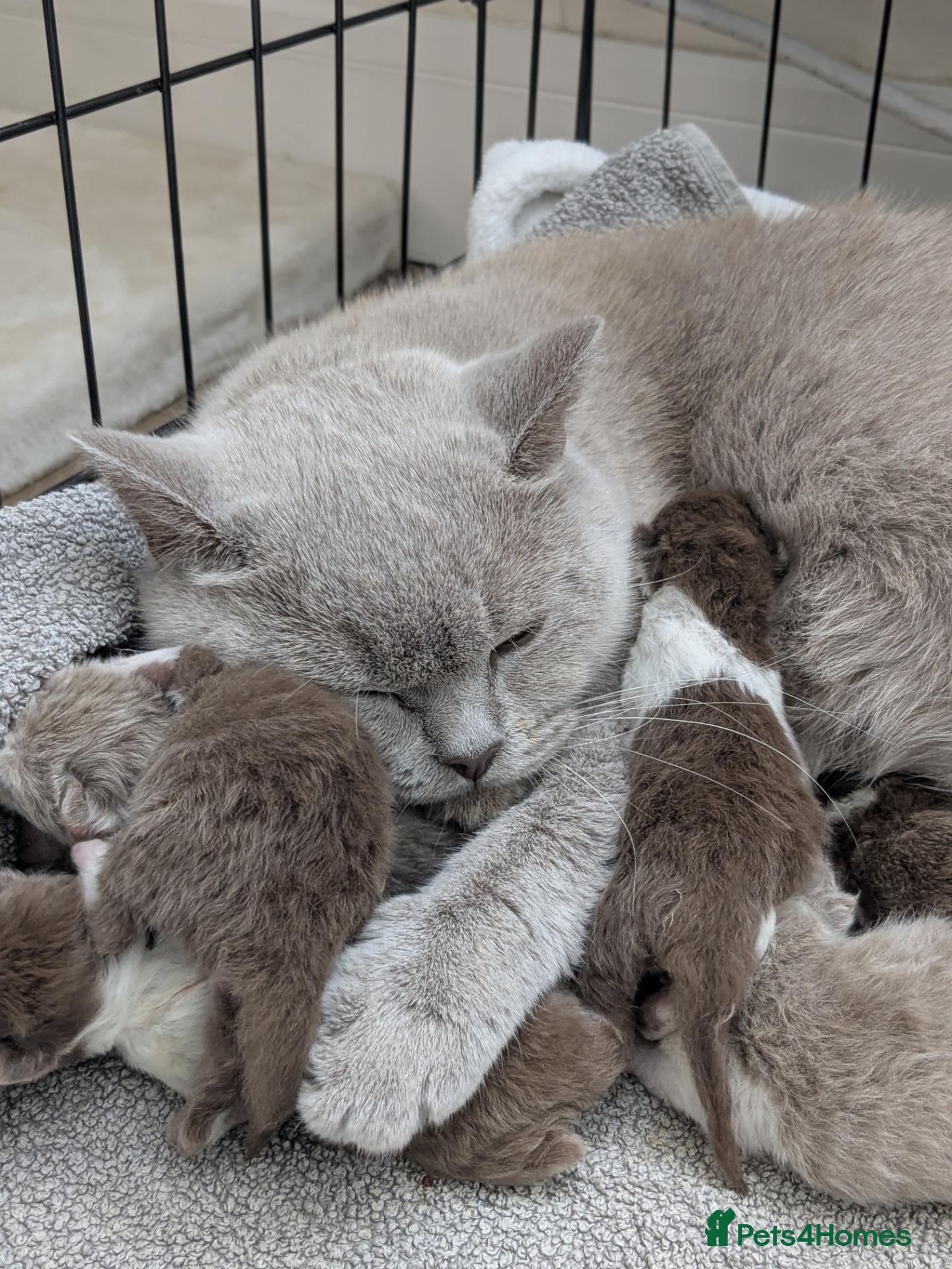 British Shorthair cats GCCF registered Pedigree British Shorthair Kittens - Advert 7