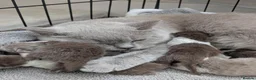 British Shorthair cats for sale: GCCF registered Pedigree British Shorthair Kittens - Advert 1
