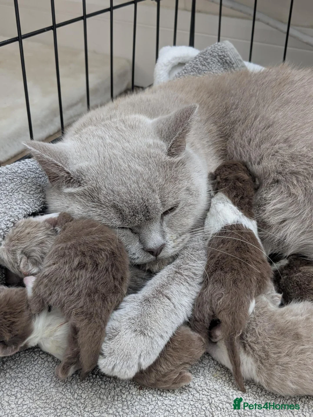 British Shorthair cats for sale: GCCF registered Pedigree British Shorthair Kittens - Advert 1