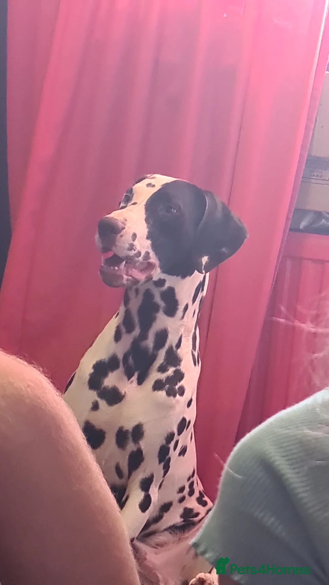 Dalmatian dogs for stud: Liver spot kc dalmatian for stud in Bedford - Advert 4