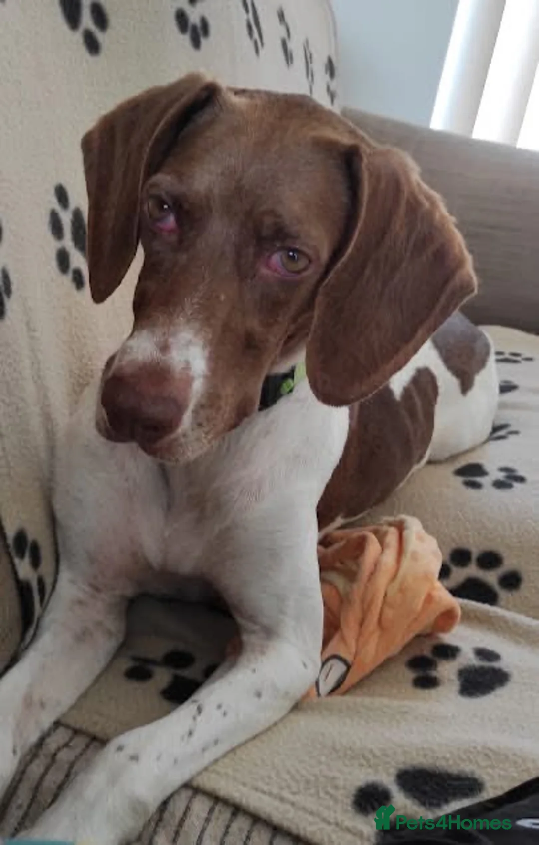 Mixed Breed dogs for adoption: Flora the sweet 4 year old pointer X  in East Grinstead - Advert 2