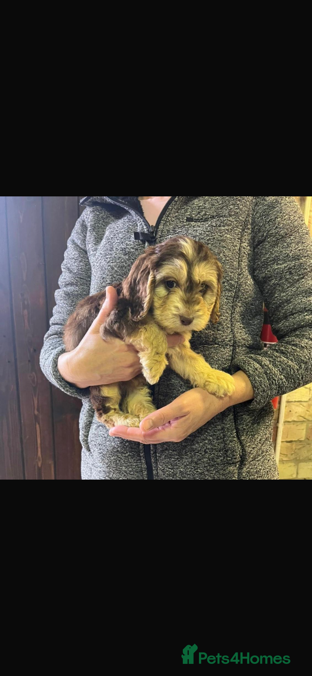Cockapoo dogs for sale: Adorable show cocker poo puppies - Image 6