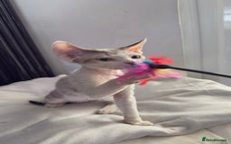 Devon Rex cats for sale: Fantastic quality GCCF boy  - Image 2