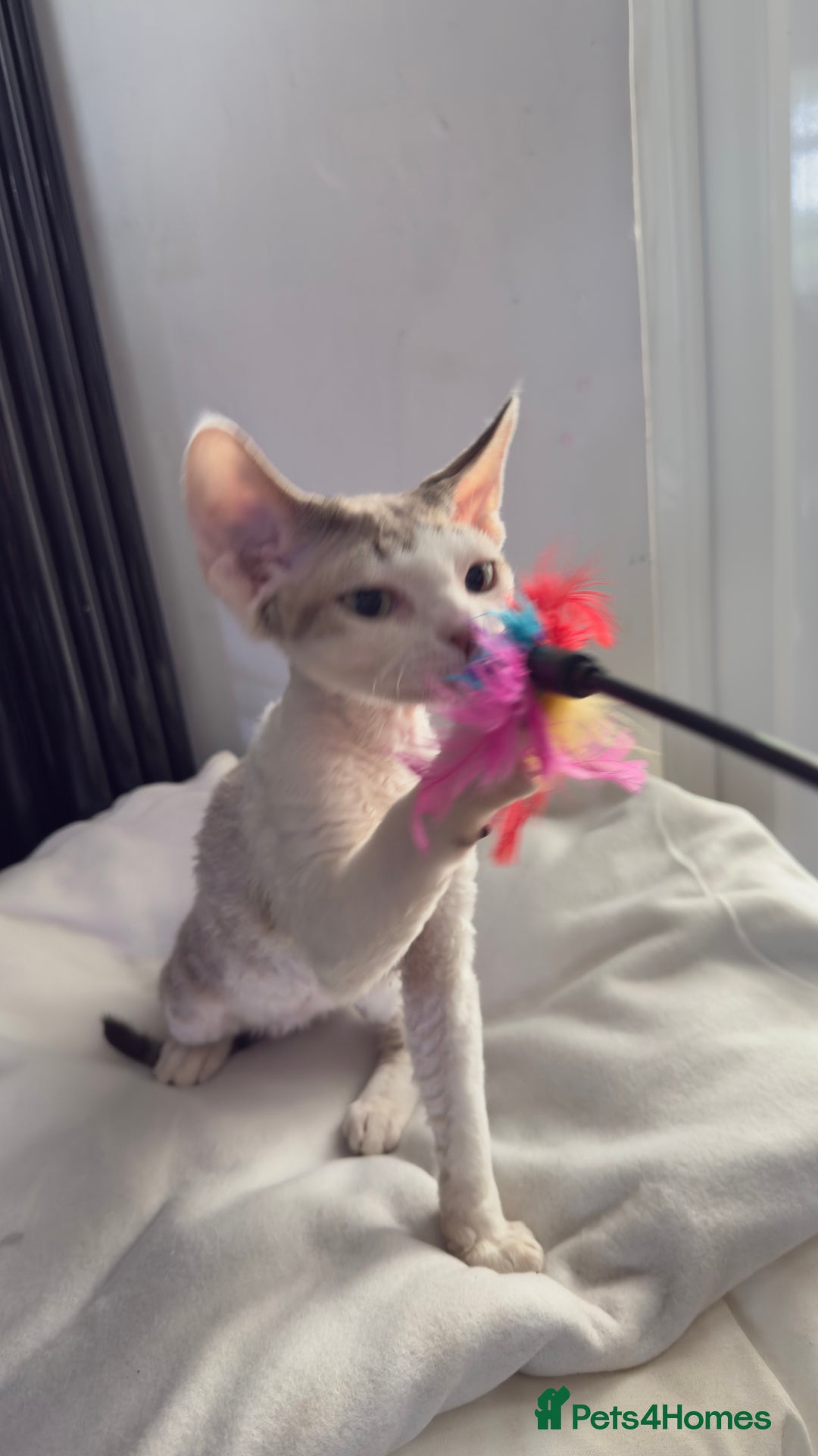 Devon Rex cats for sale: Fantastic quality GCCF boy  - Image 2