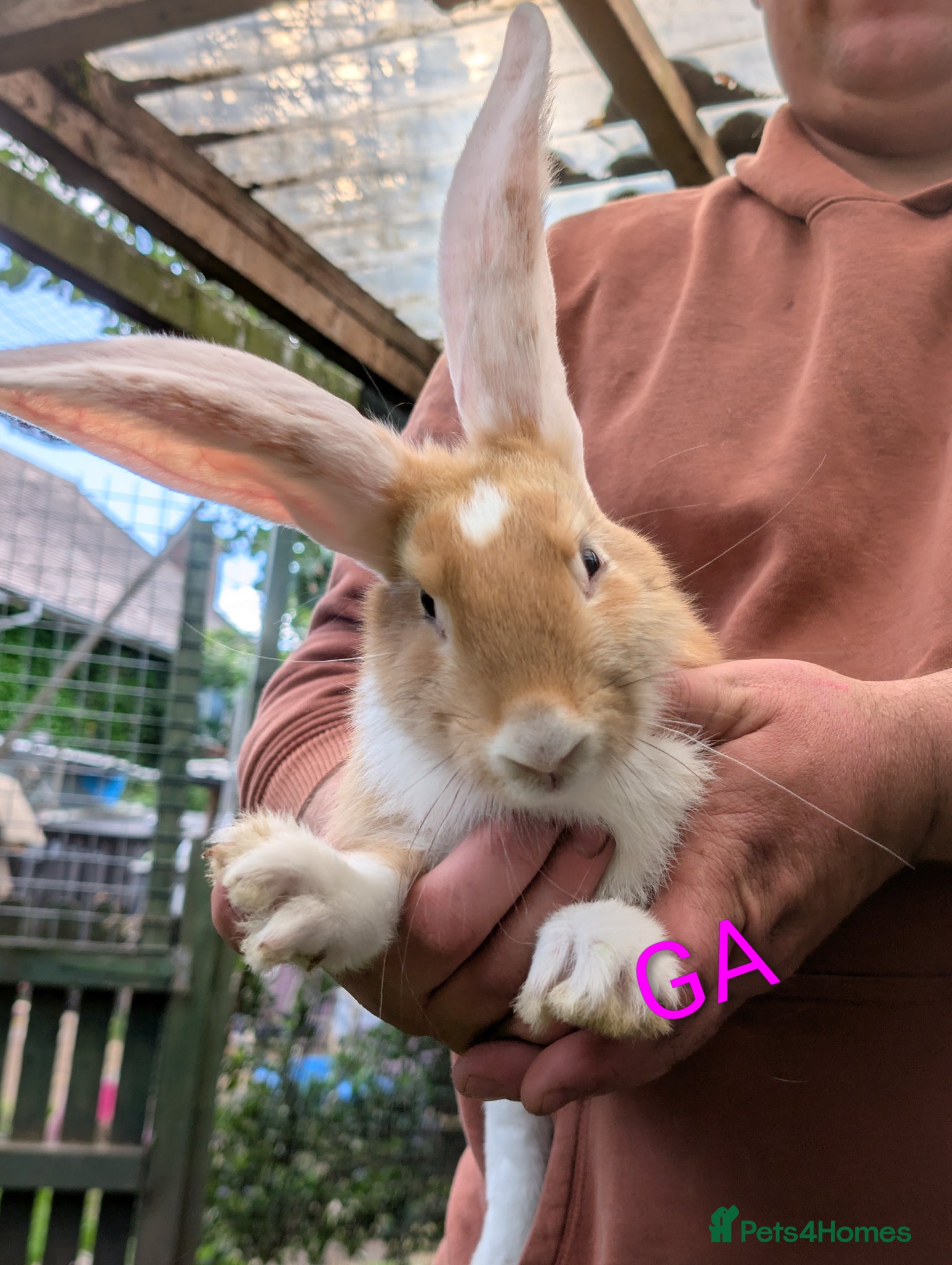 Continental Giant rabbits Beautiful Conti babies  - Advert 1