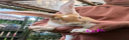 Continental Giant rabbits for sale: Beautiful Conti babies  - Advert 1