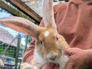 Continental Giant rabbits Beautiful Conti babies - Advert 1