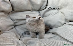 British Shorthair cats for sale: Ready British Shorthair Chunky Kittens - Image 3