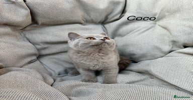 British Shorthair cats - Advert 15