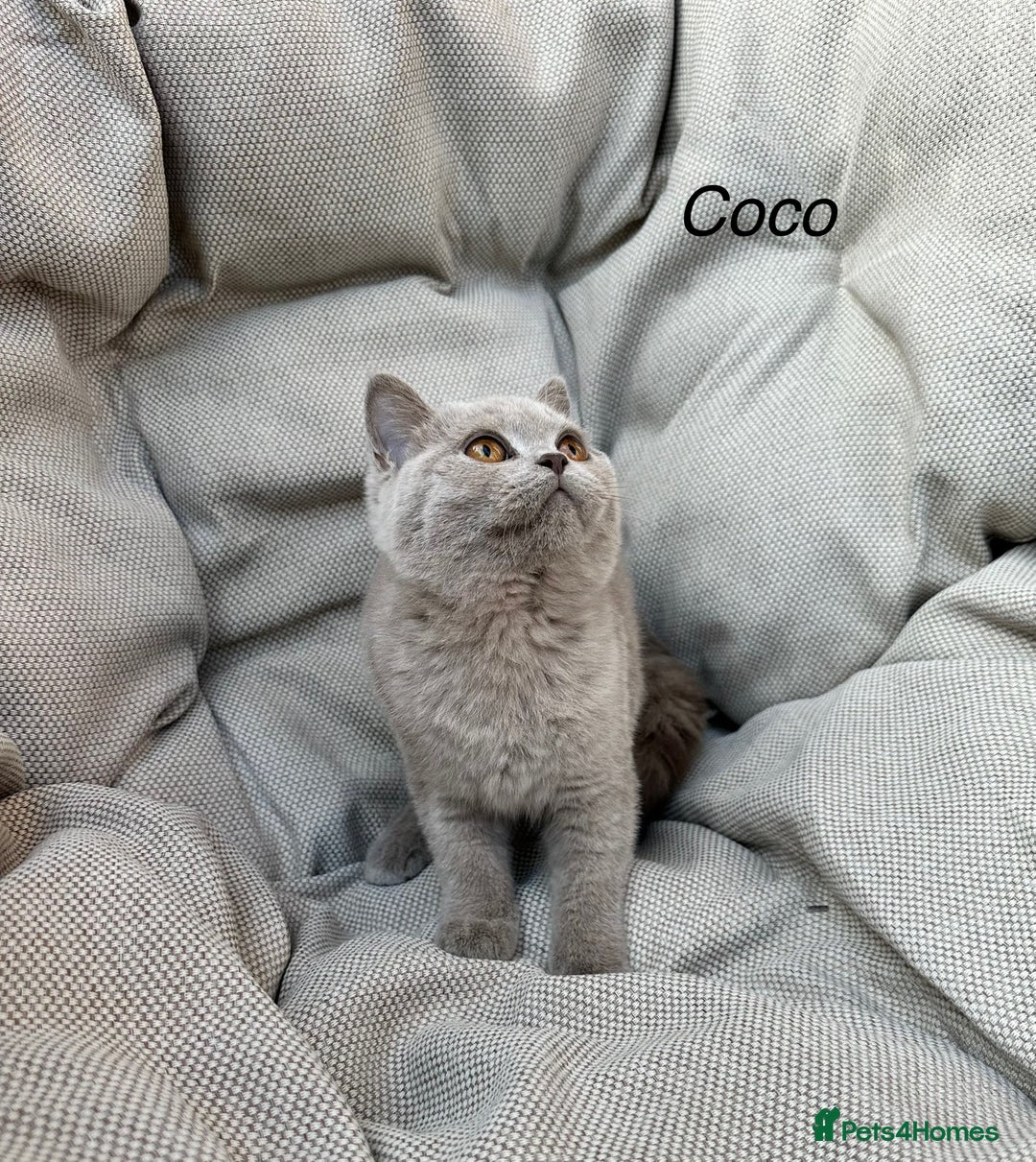 British Shorthair cats for sale: Ready British Shorthair Chunky Kittens - Image 3