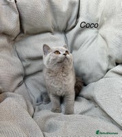 British Shorthair cats - Advert 10