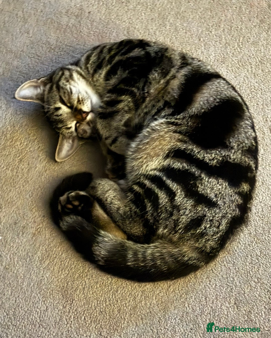 Mixed Breed cats for sale: Gorgeous green eyed 7 month old tabby kitten  - Advert 3