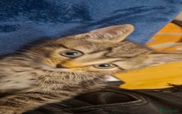 Bengal cats for sale: Bengal cross kitten  - Image 3