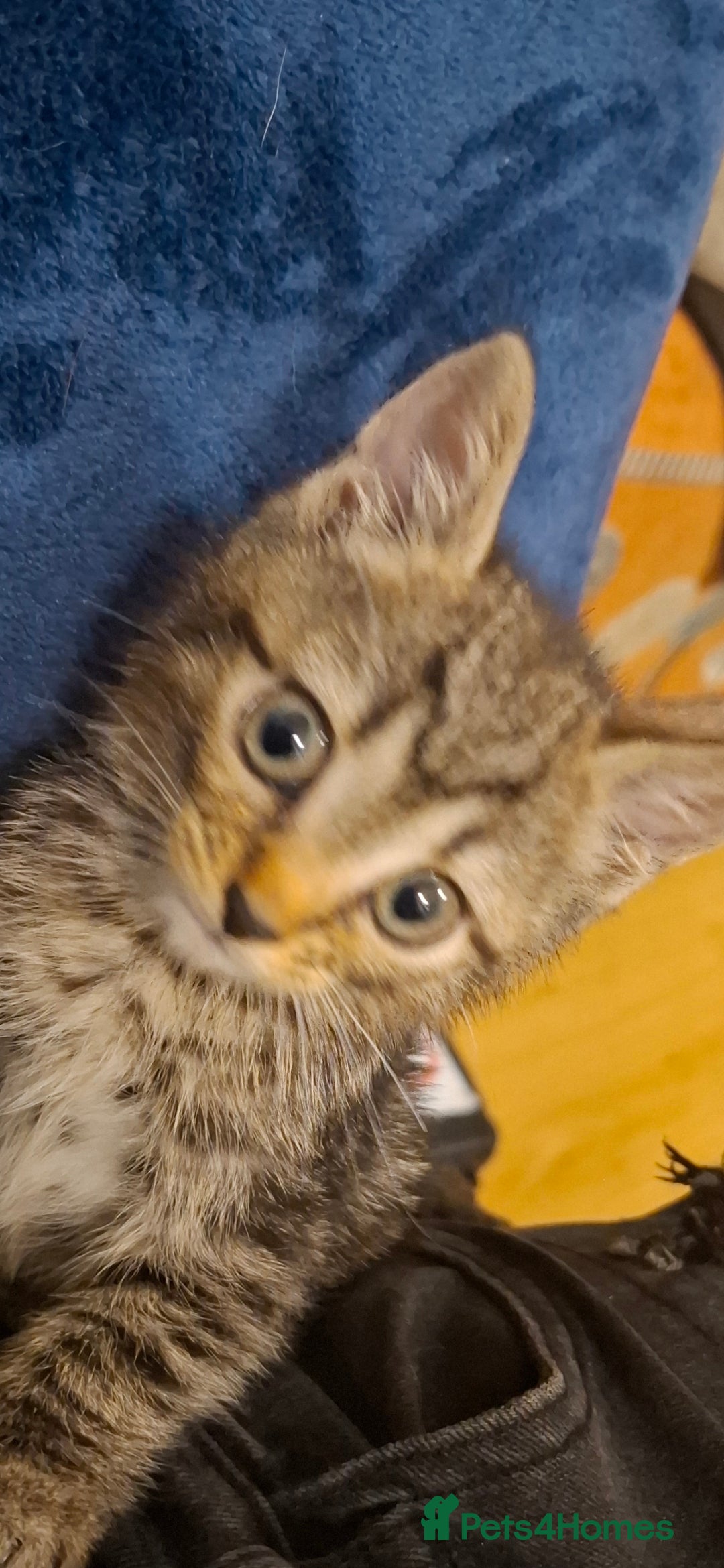 Bengal cats for sale: Bengal cross kitten  - Image 3