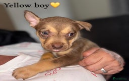 Mixed Breed dogs for sale: Husky x American bully’s  - Image 5