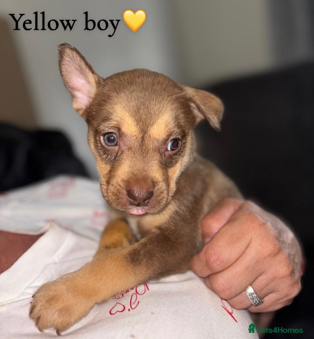 Mixed Breed dogs for sale: Husky x American bully’s  - Image 5