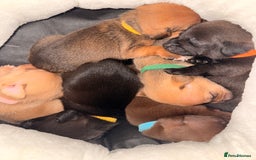 Mixed Breed dogs for sale: 6 jackmix puppies ready end of December  - Advert 4