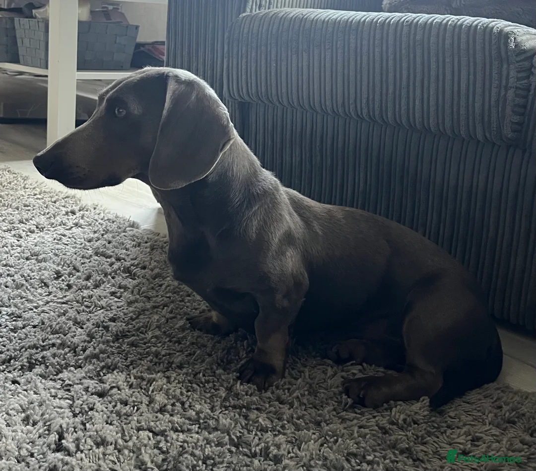 Miniature Dachshund dogs for stud: KC REG BLUE STUD EXTENSIVELY HEALTH TESTED  in Kidderminster - Advert 3