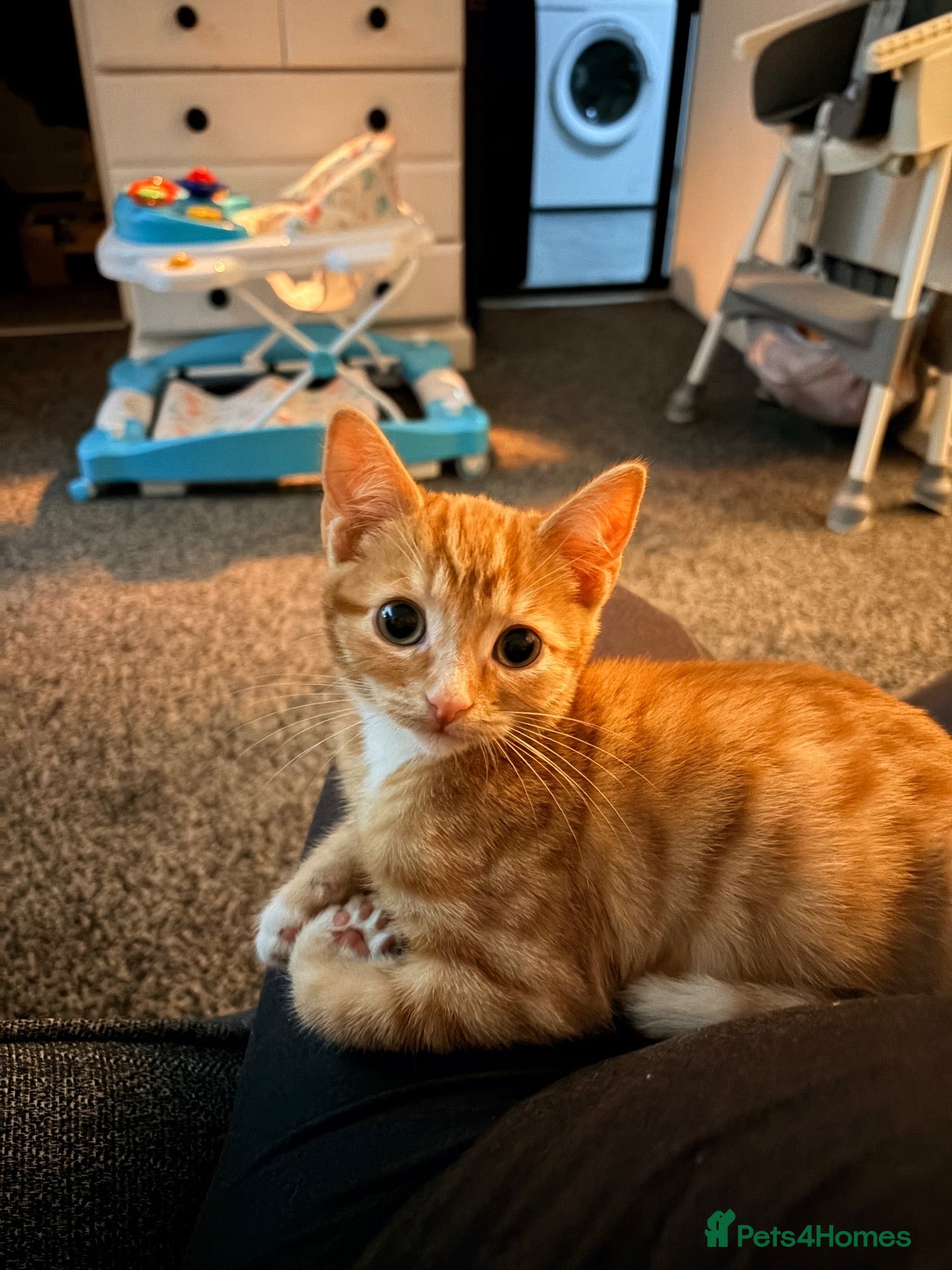 Mixed Breed cats for sale: Beautiful male kitten  - Advert 1