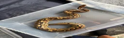 Python Snake reptiles for sale: Royal python and full setup  - Advert 6