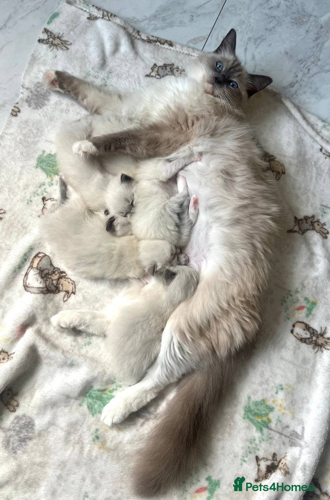 Ragdoll cats for sale: Purebred Blue Point Ragdoll Kittens 🐾 - Image 9