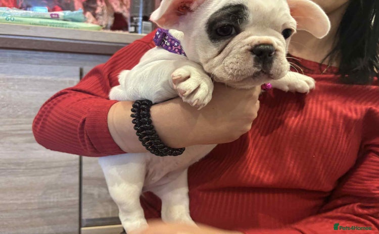 French Bulldog dogs - Advert 2