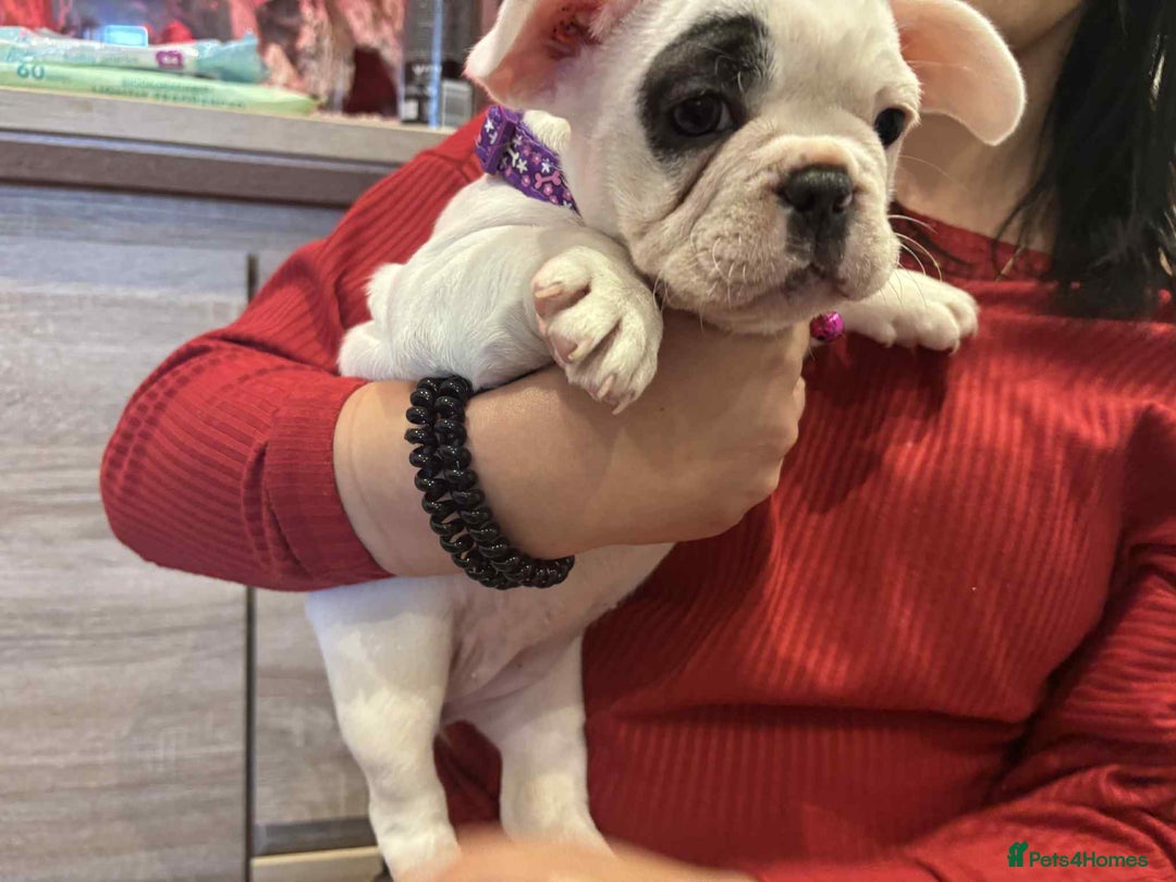 French Bulldog dogs for sale: Kropek - Image 1