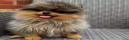 Pomeranian dogs for stud: 🌈😍 BEST QUALITY TEDDY FACED POM STUD 🧸🐶🤎  - Advert 7