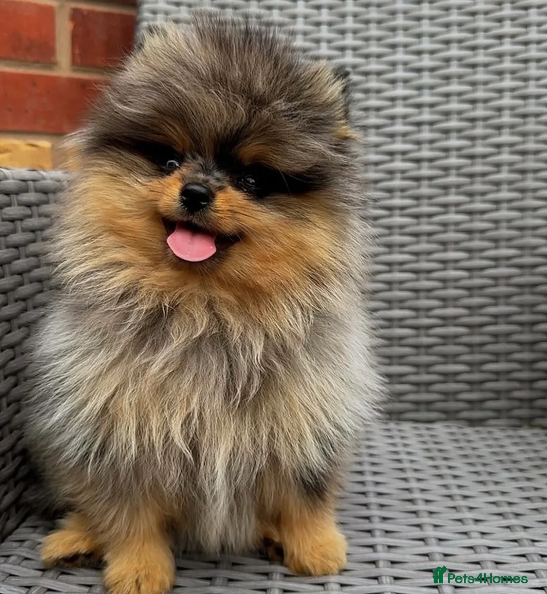 Pomeranian dogs for stud: THE BEST QUALITY MERLE TEDDY FACED POM STUD - Advert 8