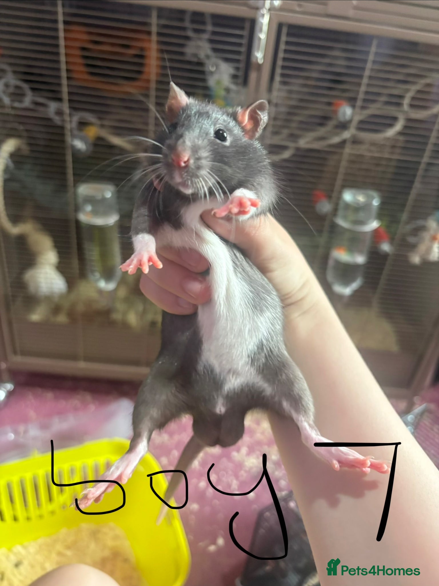 Rat rodents for sale: 5 males rats ready to leave on the 7th of june - Advert 5