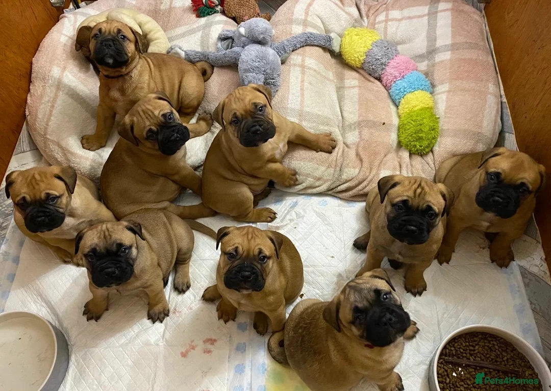 Bullmastiff dogs for sale: Beautiful litter of KC Reg bullmastiff puppies - Advert 1