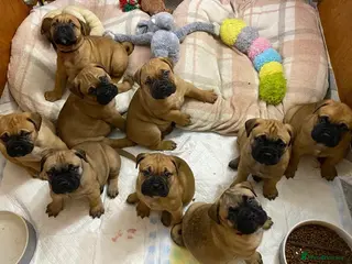 Bullmastiff dogs Beautiful litter of KC Reg bullmastiff puppies - Advert 1