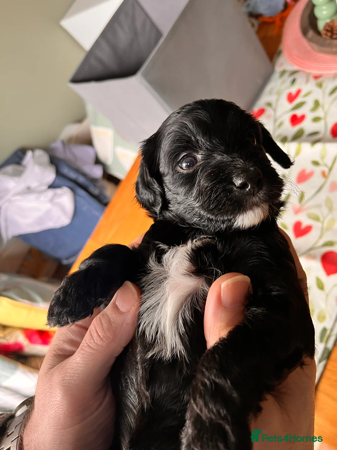 Mixed Breed dogs for sale: Stunning black Australian labradoodle pups - Advert 22