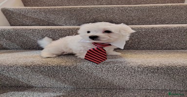 Maltese dogs - Advert 8