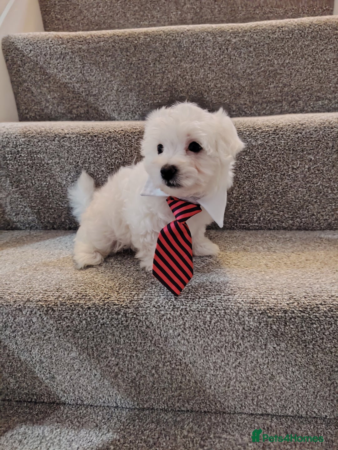 Maltese dogs for sale: Pure Maltese puppies ❤️❤️💙 - Image 7