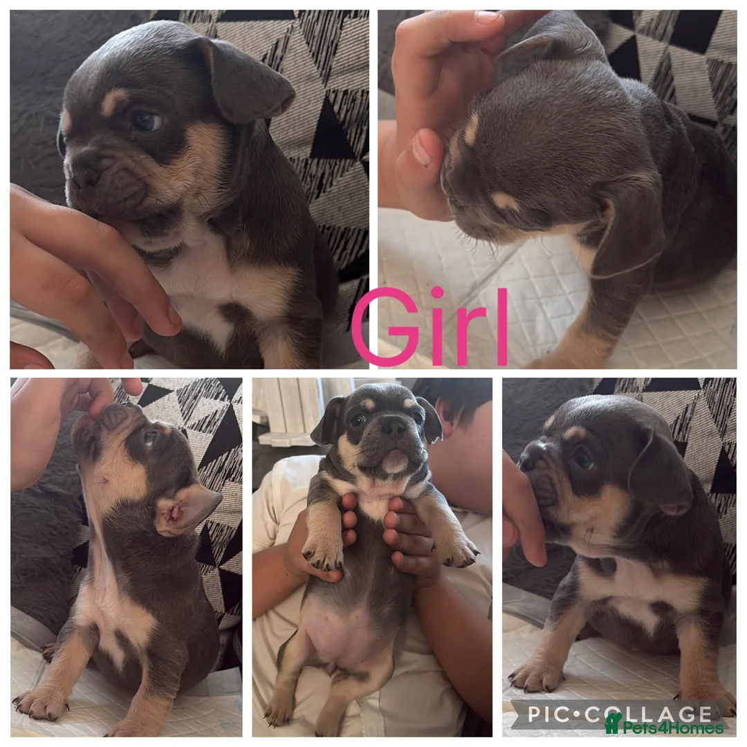 French Bulldog dogs for sale: 7 French Bulldogs KC registered  - Advert 2