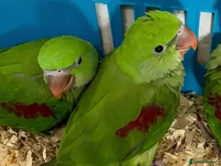 Parrots birds Hand Reared Tame talking. Baby Alexandrian Parrots - Advert 2