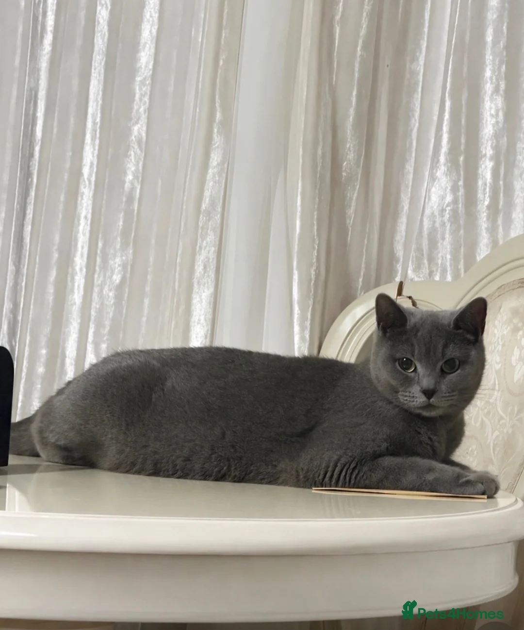 British Shorthair cats for sale: British shorthair kittens - Advert 21