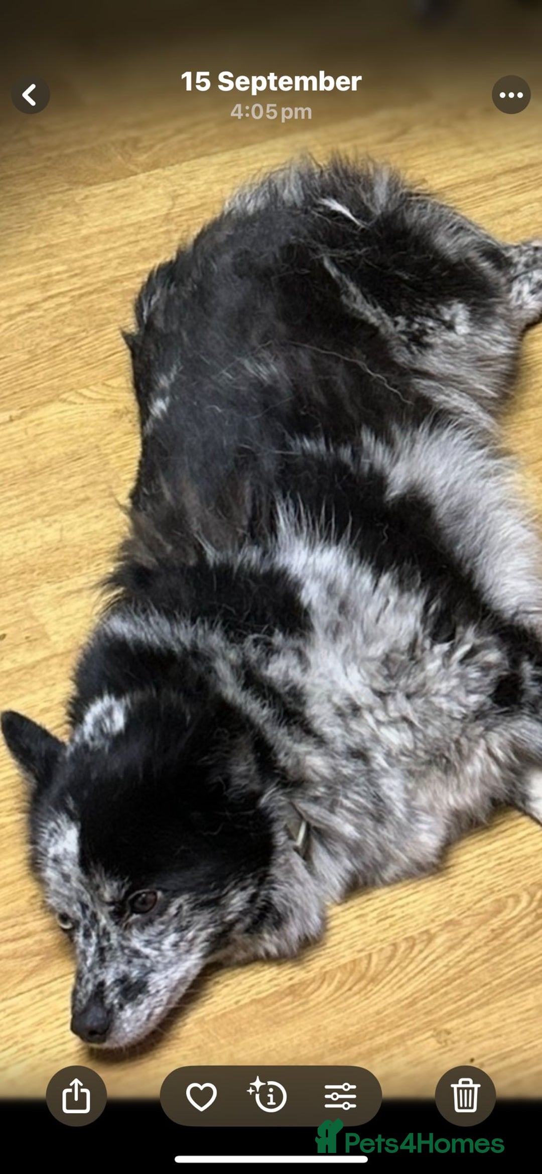 Pomsky dogs for sale: Beautiful female pomsky - Image 3